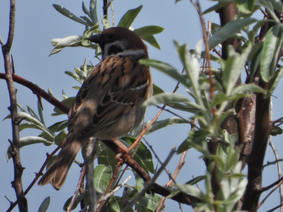 Eurasian Tree Sparrow - ML618078468