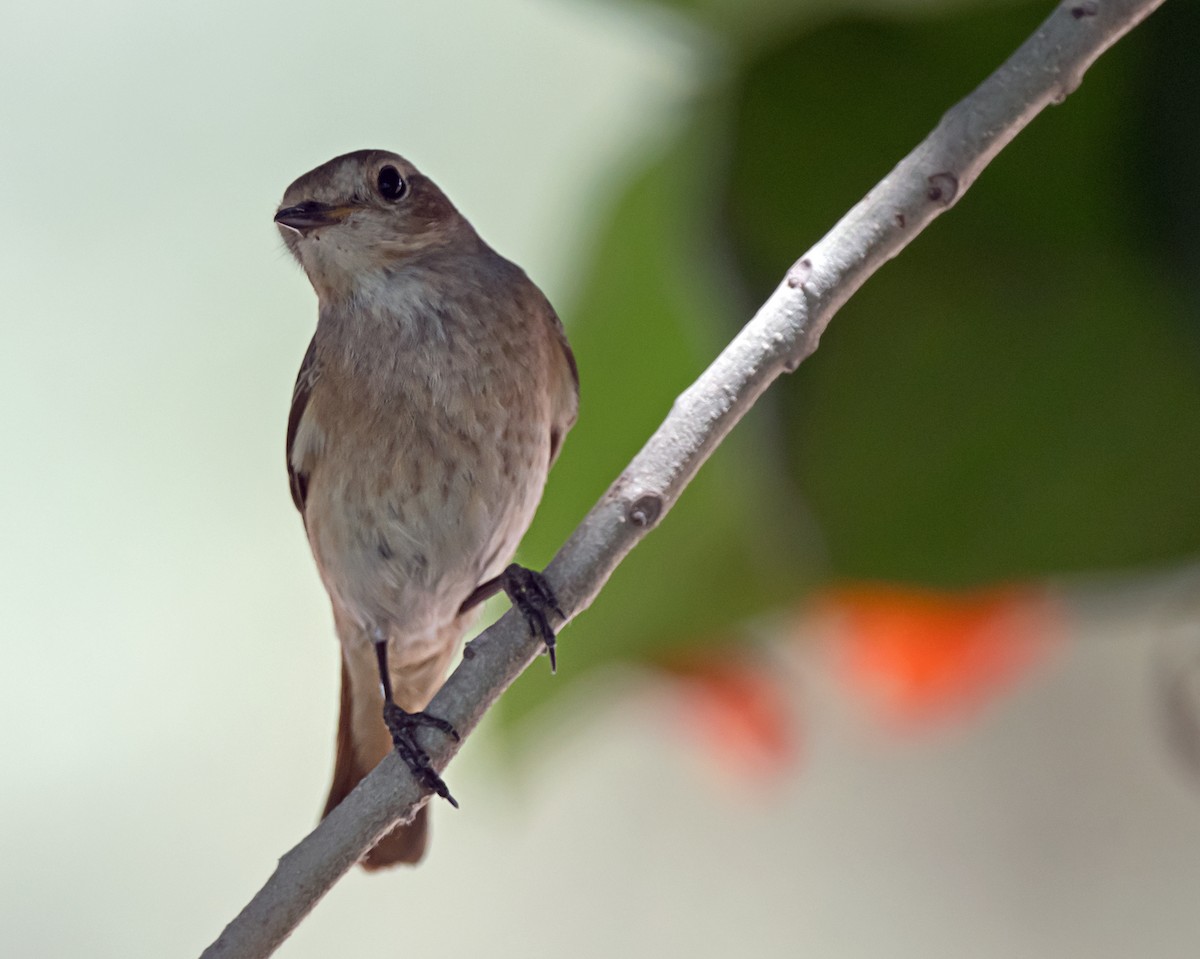 Common Redstart - chandana roy