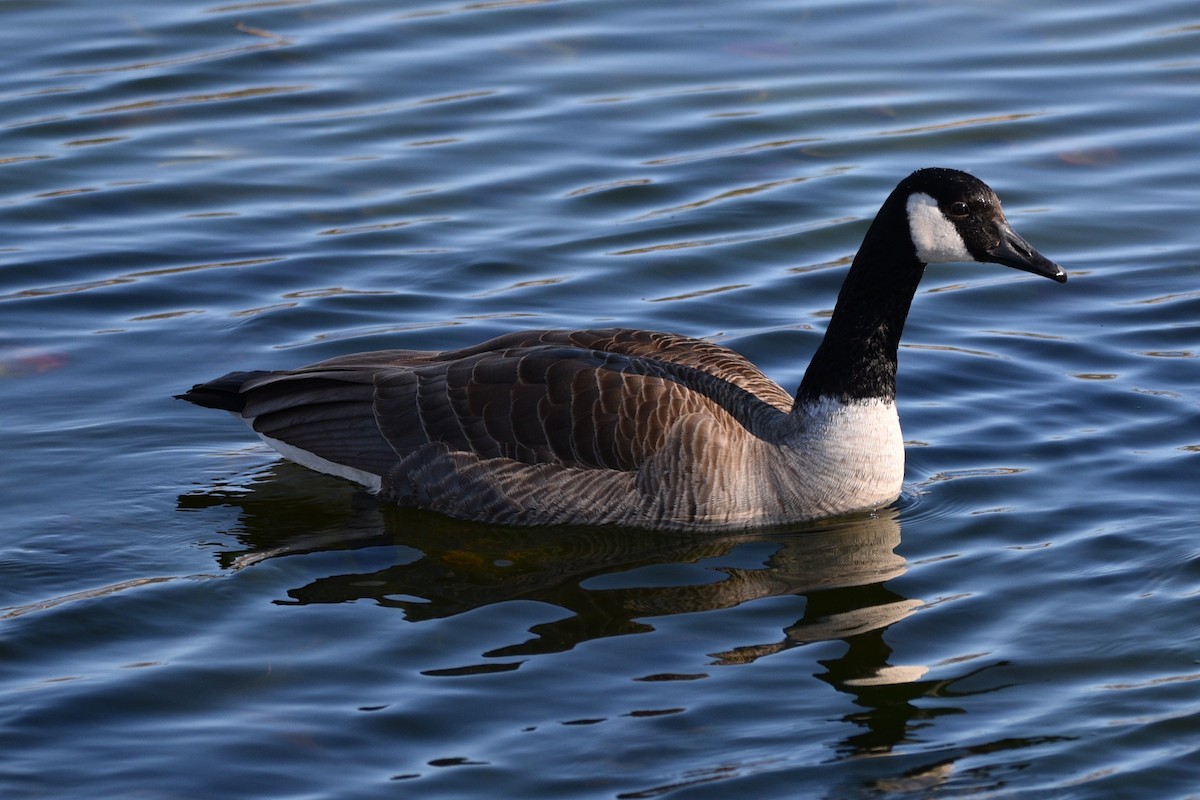 Canada Goose - ML618078482