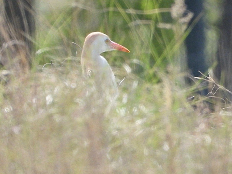 Western Cattle Egret - ML618078484