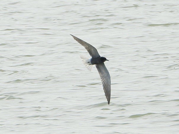 Black Tern - ML618078494