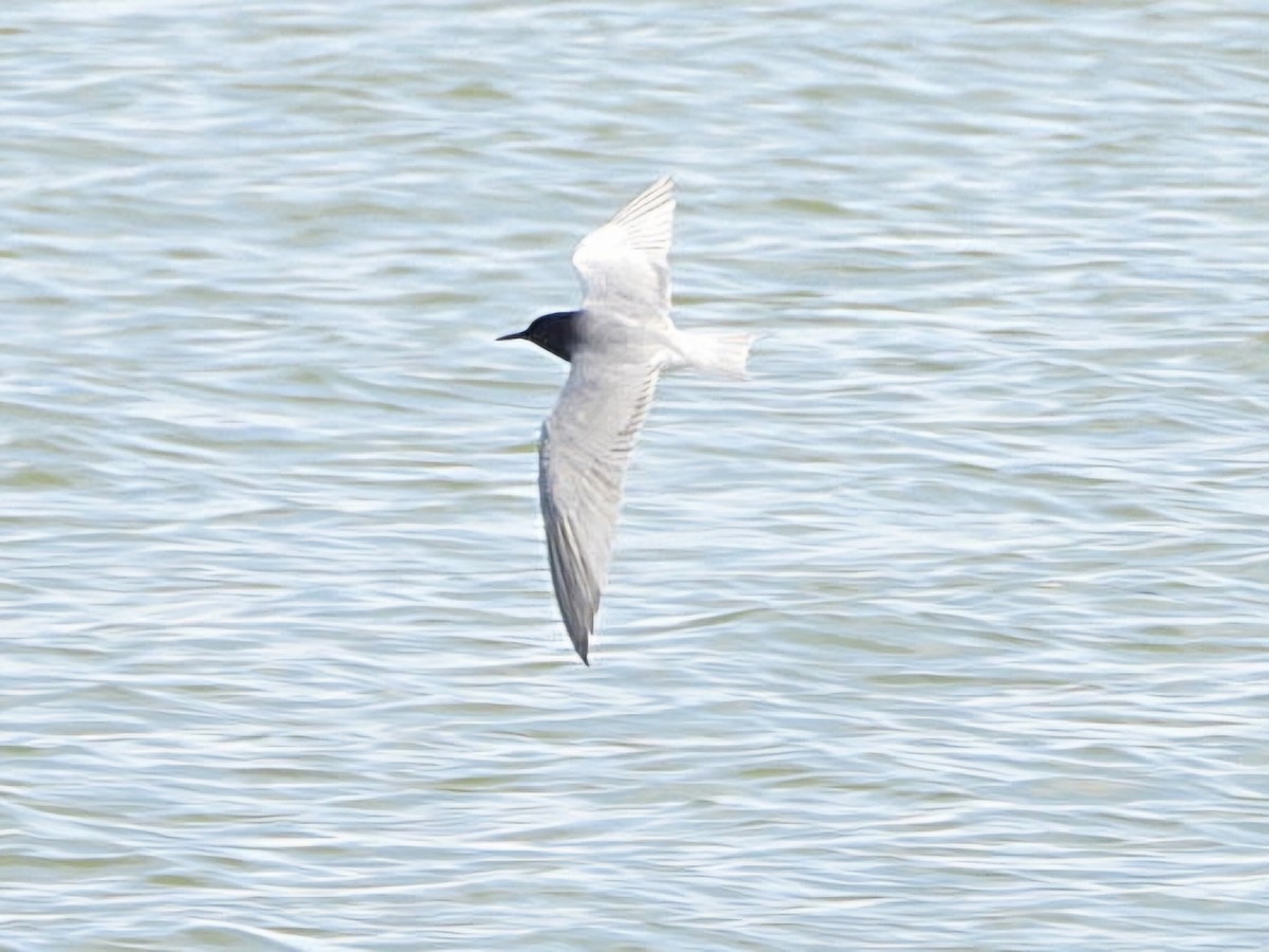 Black Tern - Ivan V