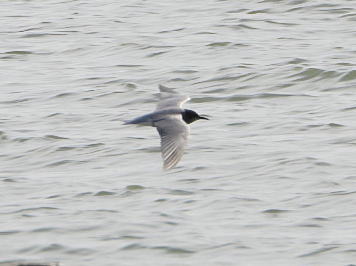 Black Tern - ML618078496