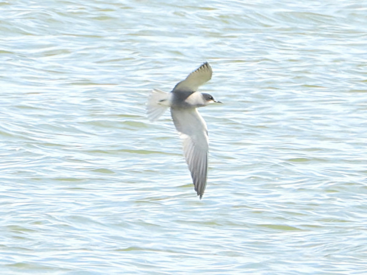 Black Tern - ML618078500