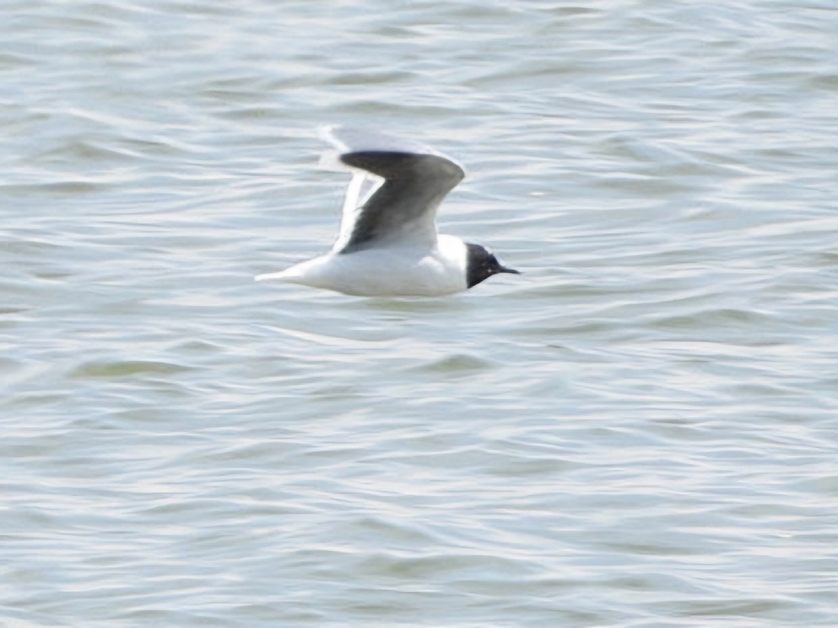 Little Gull - ML618078521