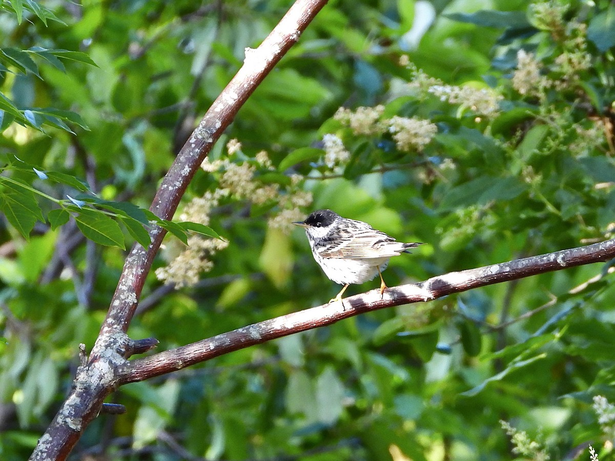 Blackpoll Warbler - Walter Calhoun