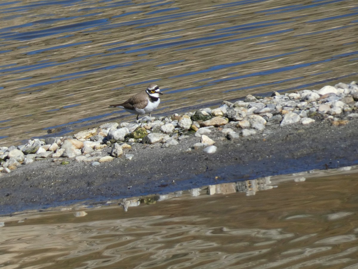 Little Ringed Plover - Eduardo Sevilla