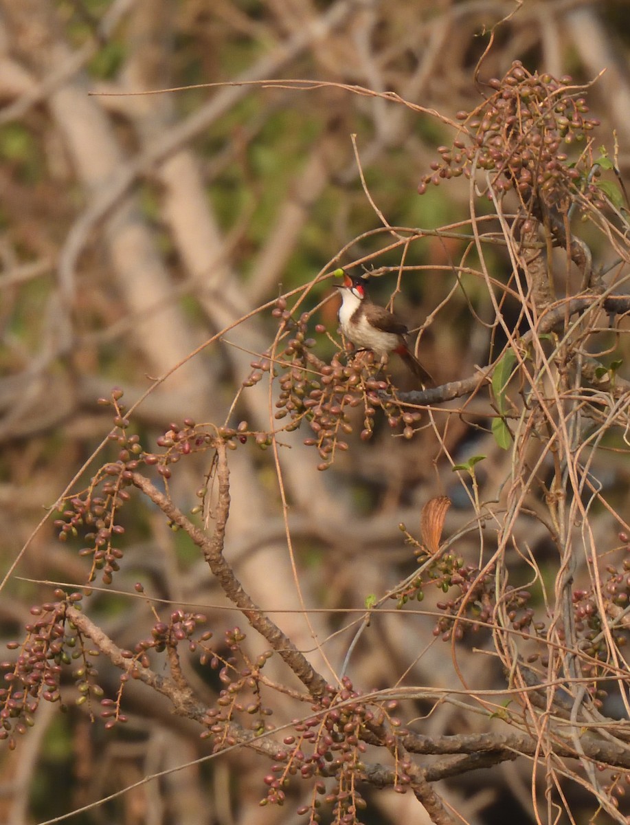 Red-whiskered Bulbul - ML618078558