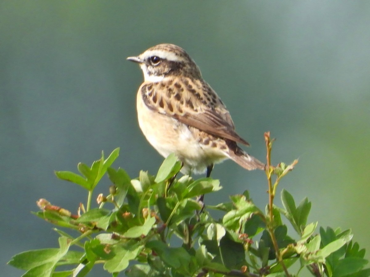 Whinchat - Ivan V