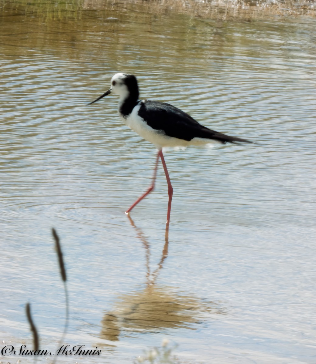 Pied Stilt - Susan Mac