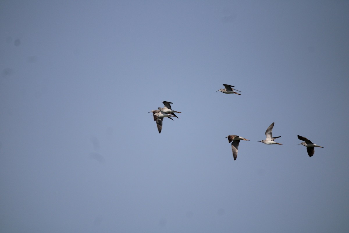 Lesser Yellowlegs - ML618078576