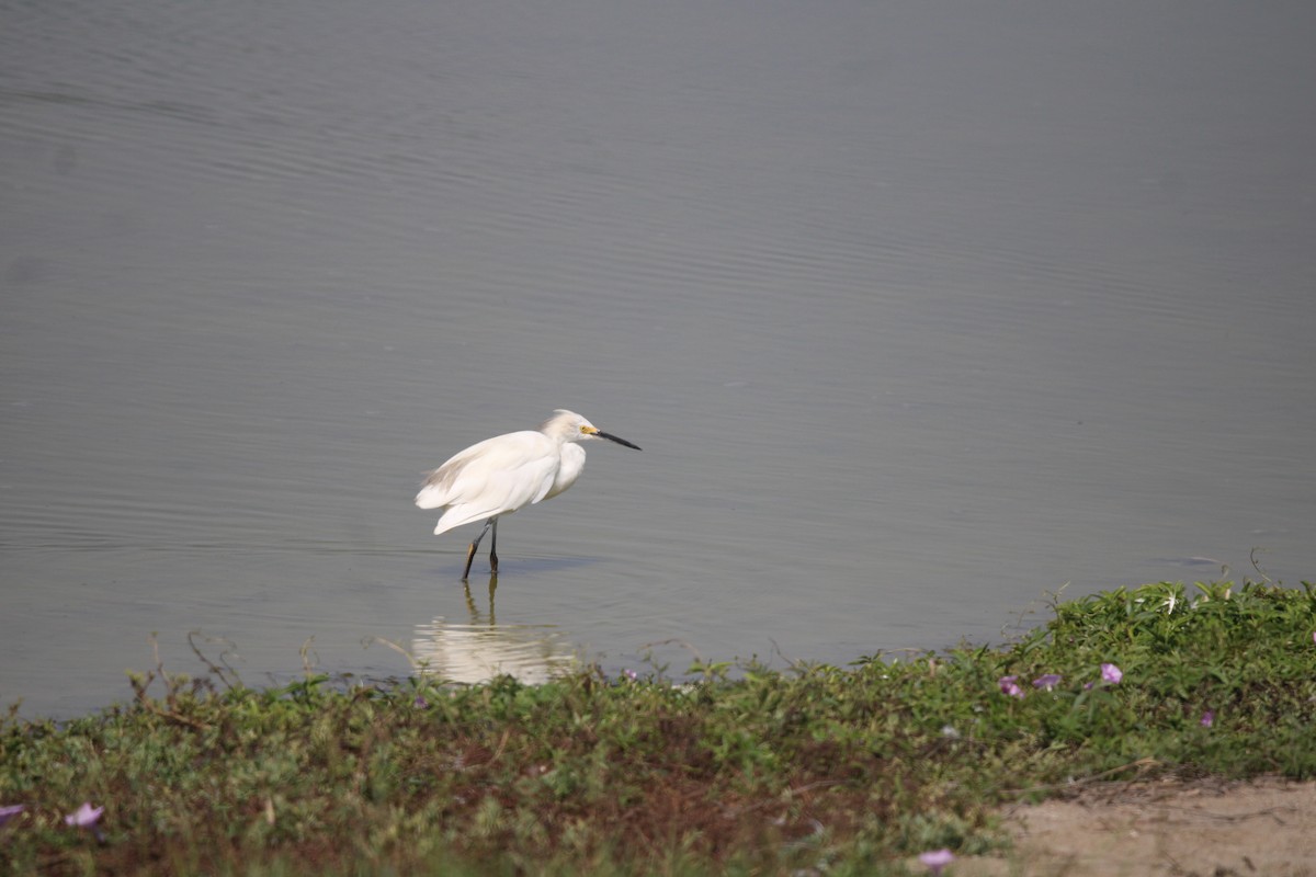 Snowy Egret - Sean Walsh