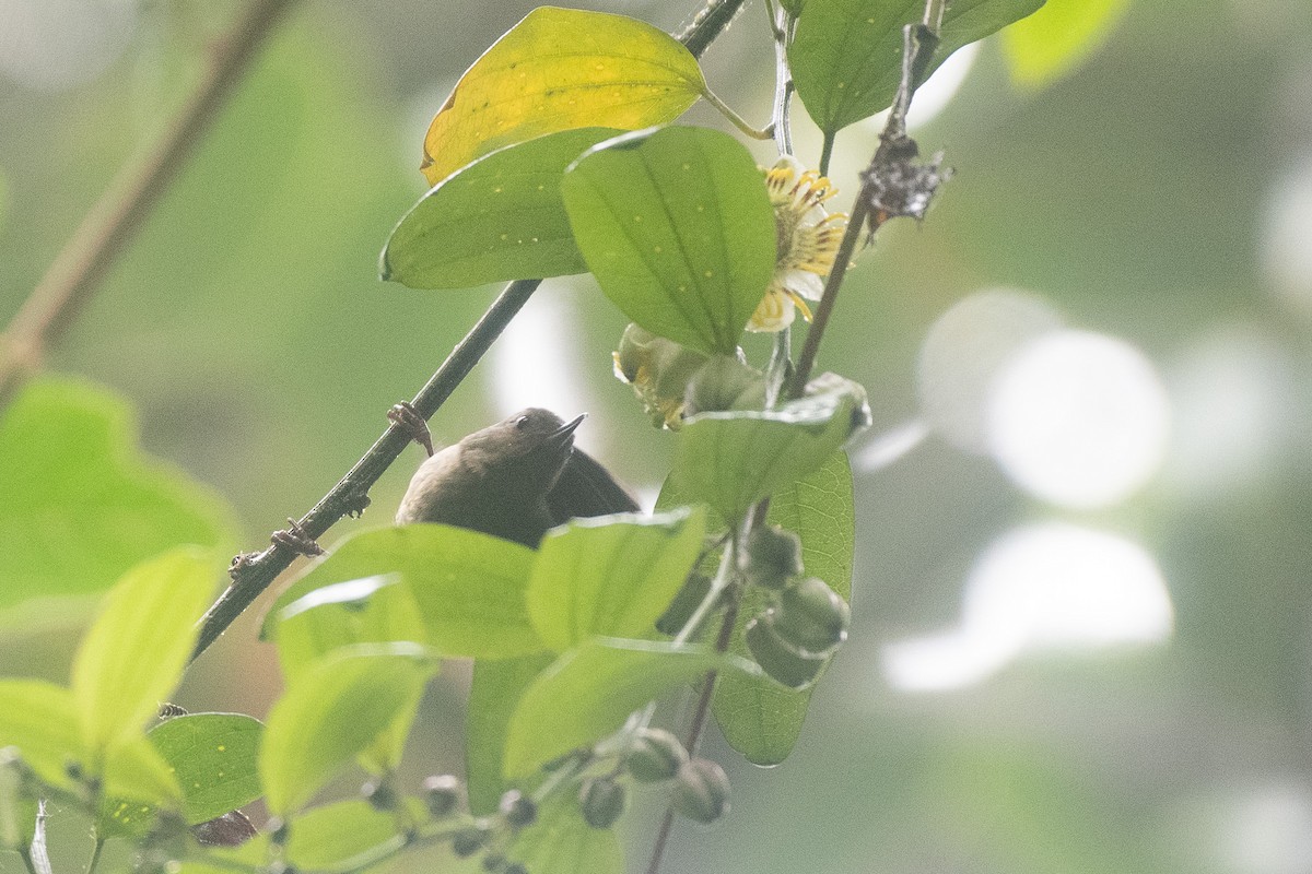 Slaty Flowerpiercer - Isaiah Rowe