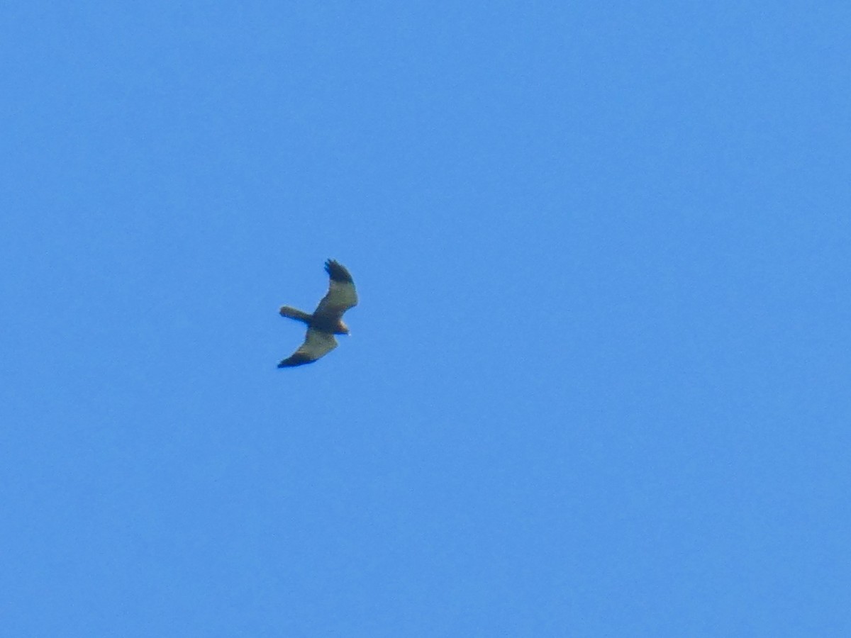 Western Marsh Harrier - Eduardo Sevilla