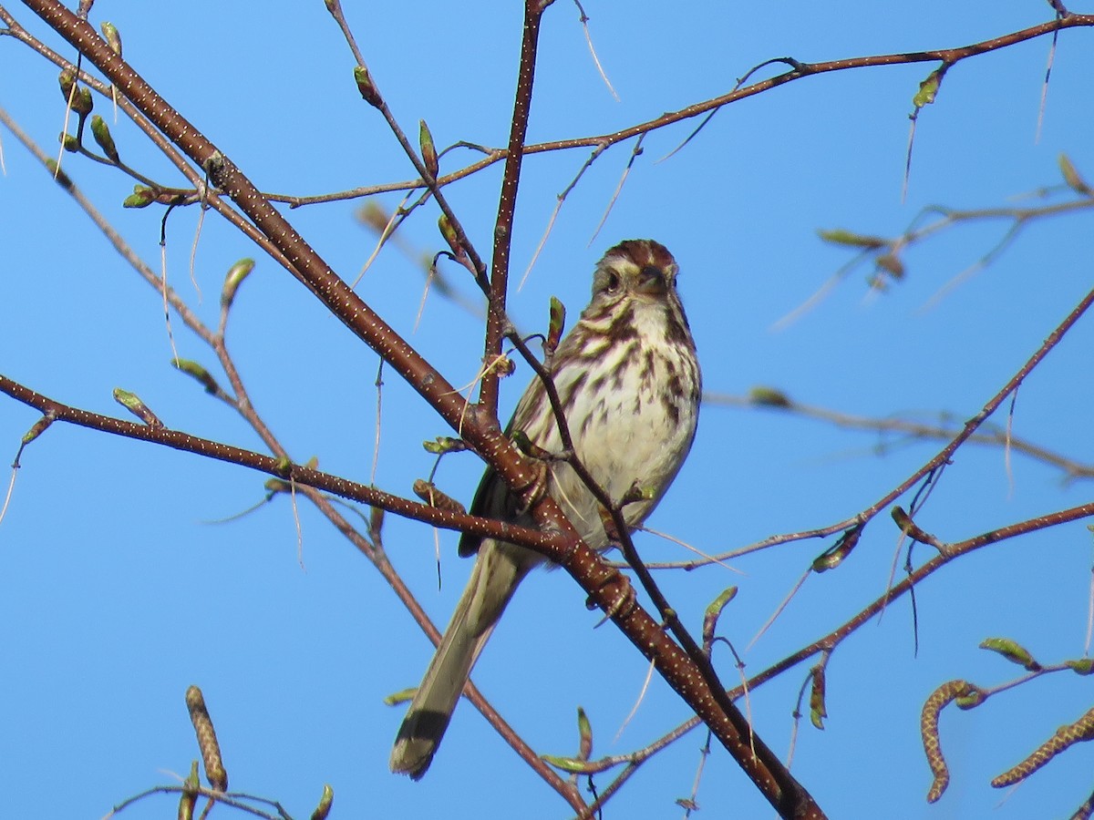 Song Sparrow - ML618078612