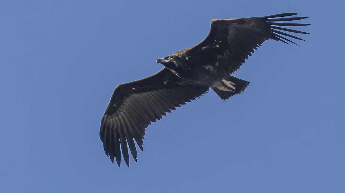 Cinereous Vulture - ML618078690