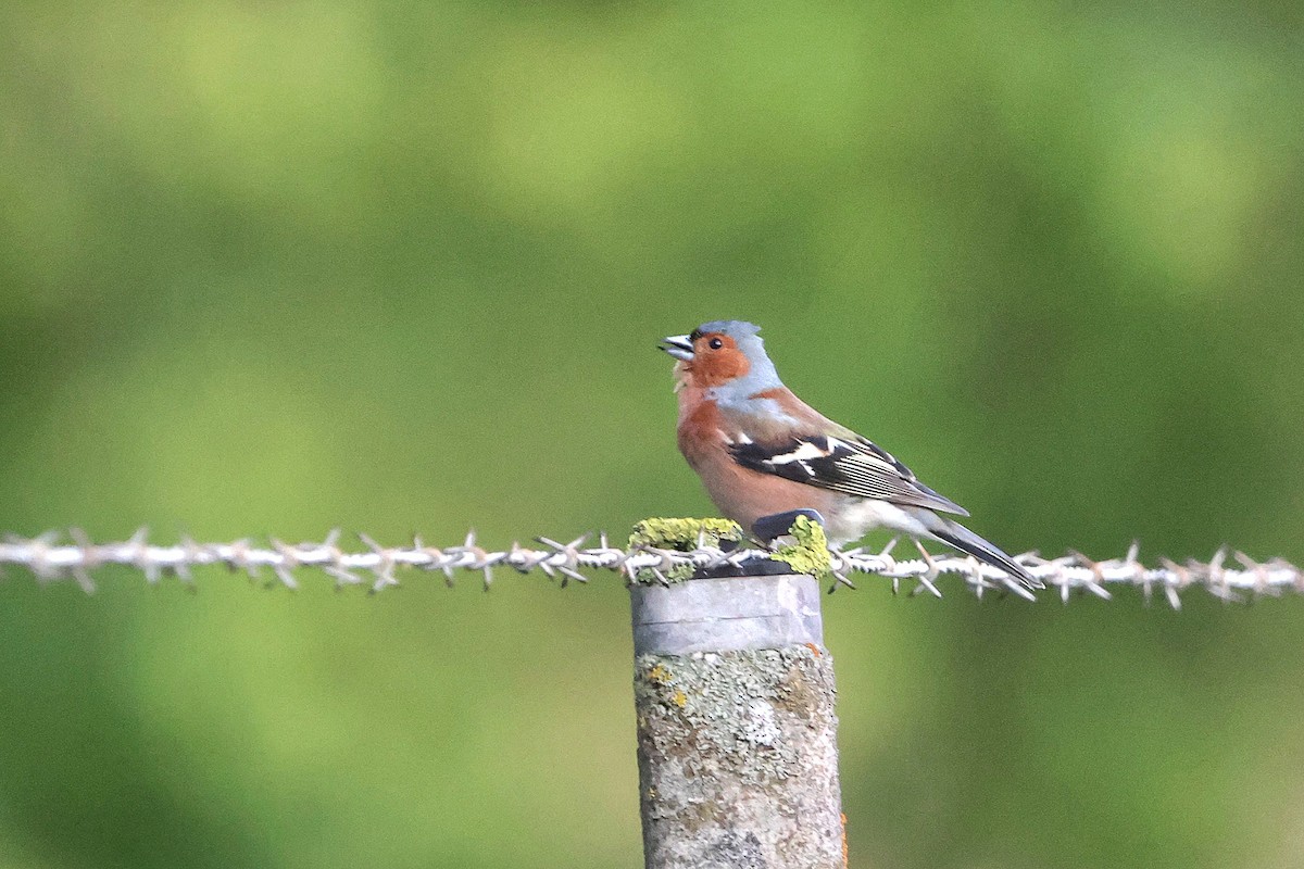 Common Chaffinch - ML618078694