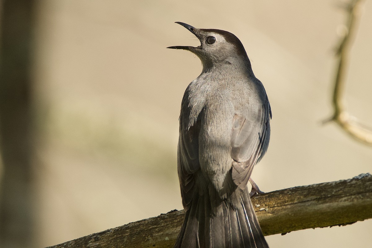 Gray Catbird - John Frazier