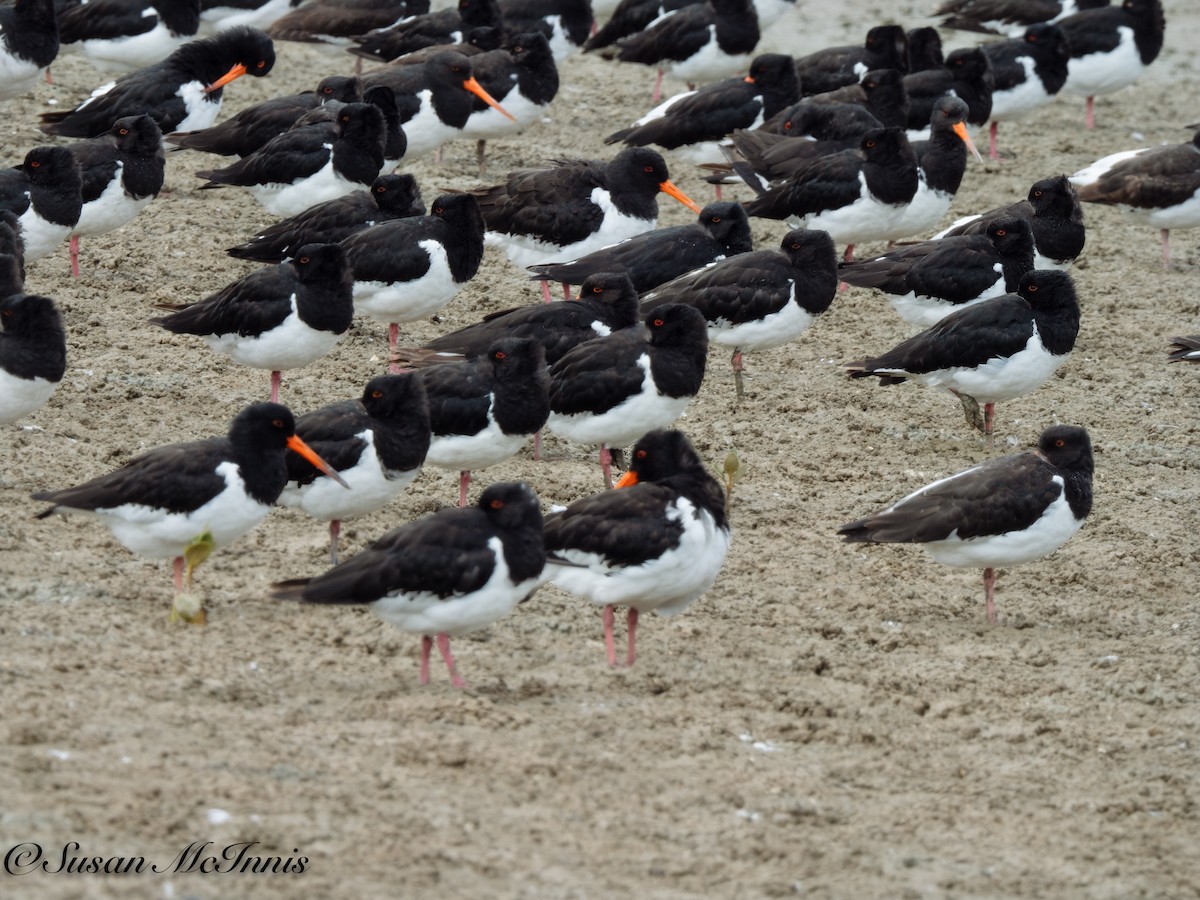 South Island Oystercatcher - Susan Mac