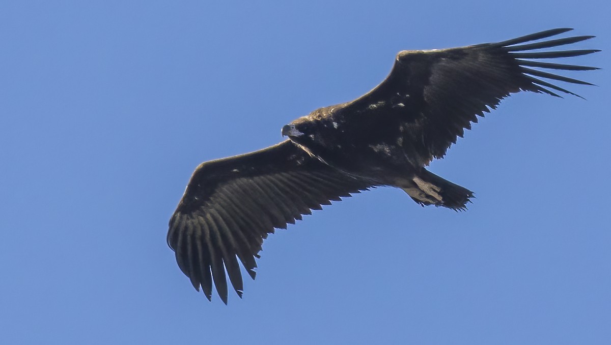 Cinereous Vulture - ML618078700