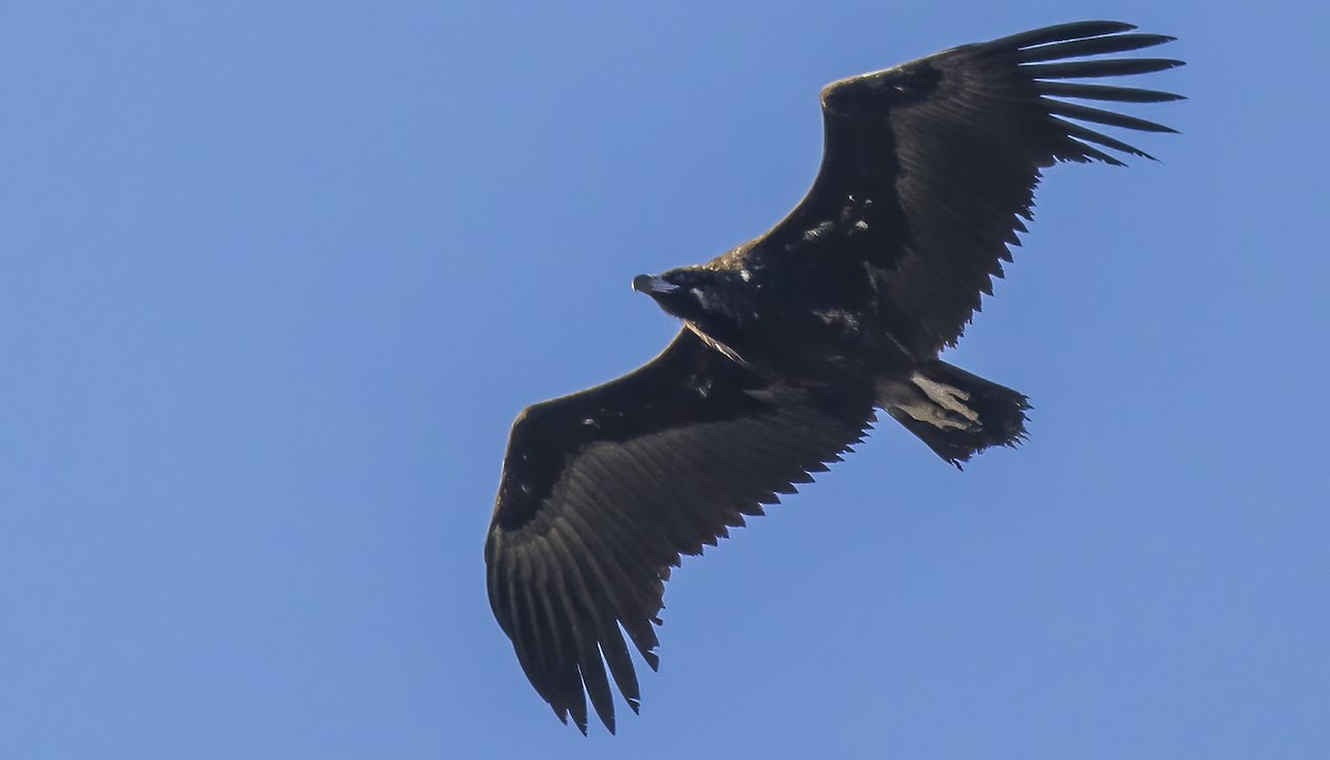 Cinereous Vulture - ML618078702