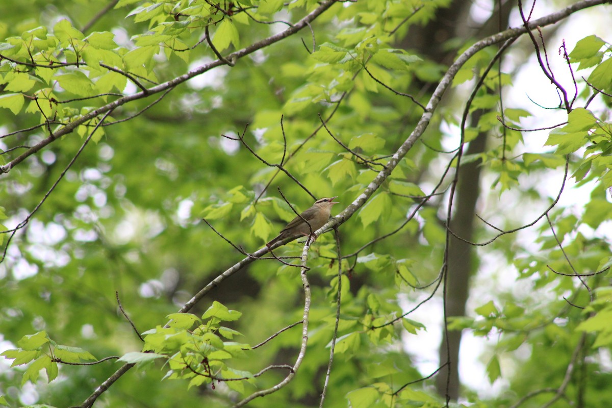 Worm-eating Warbler - ML618078706