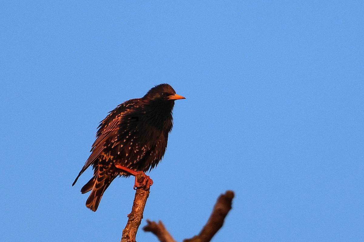 European Starling - ML618078711