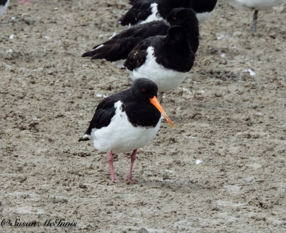 South Island Oystercatcher - Susan Mac