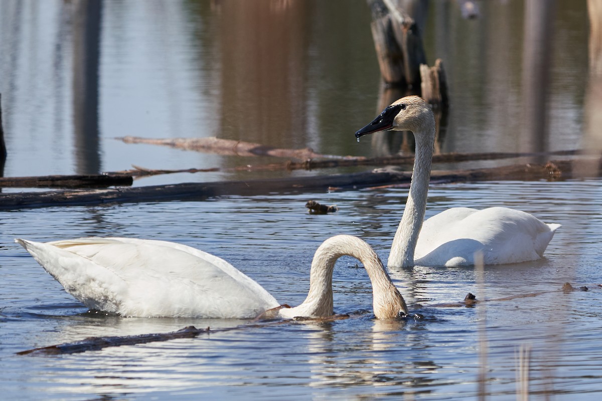 Trumpeter Swan - Dominique Genna