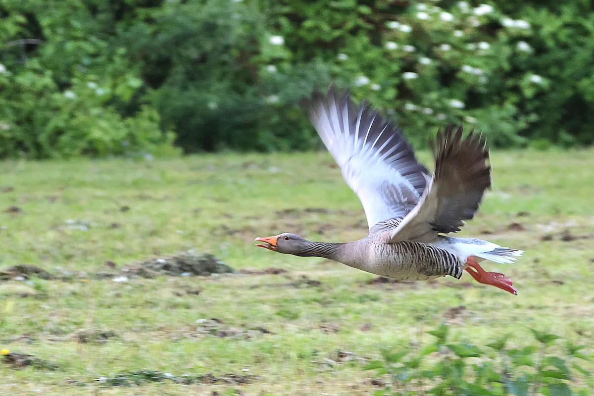 Graylag Goose - ML618078722