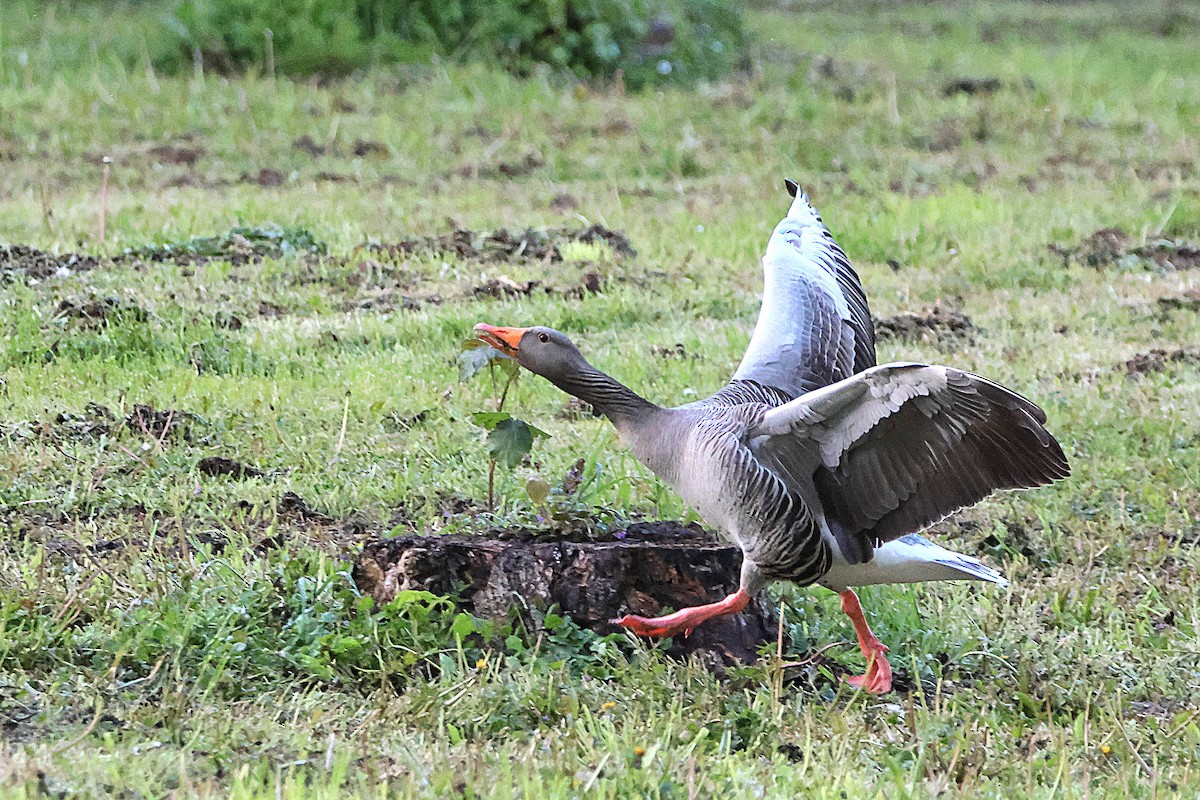 Graylag Goose - ML618078723