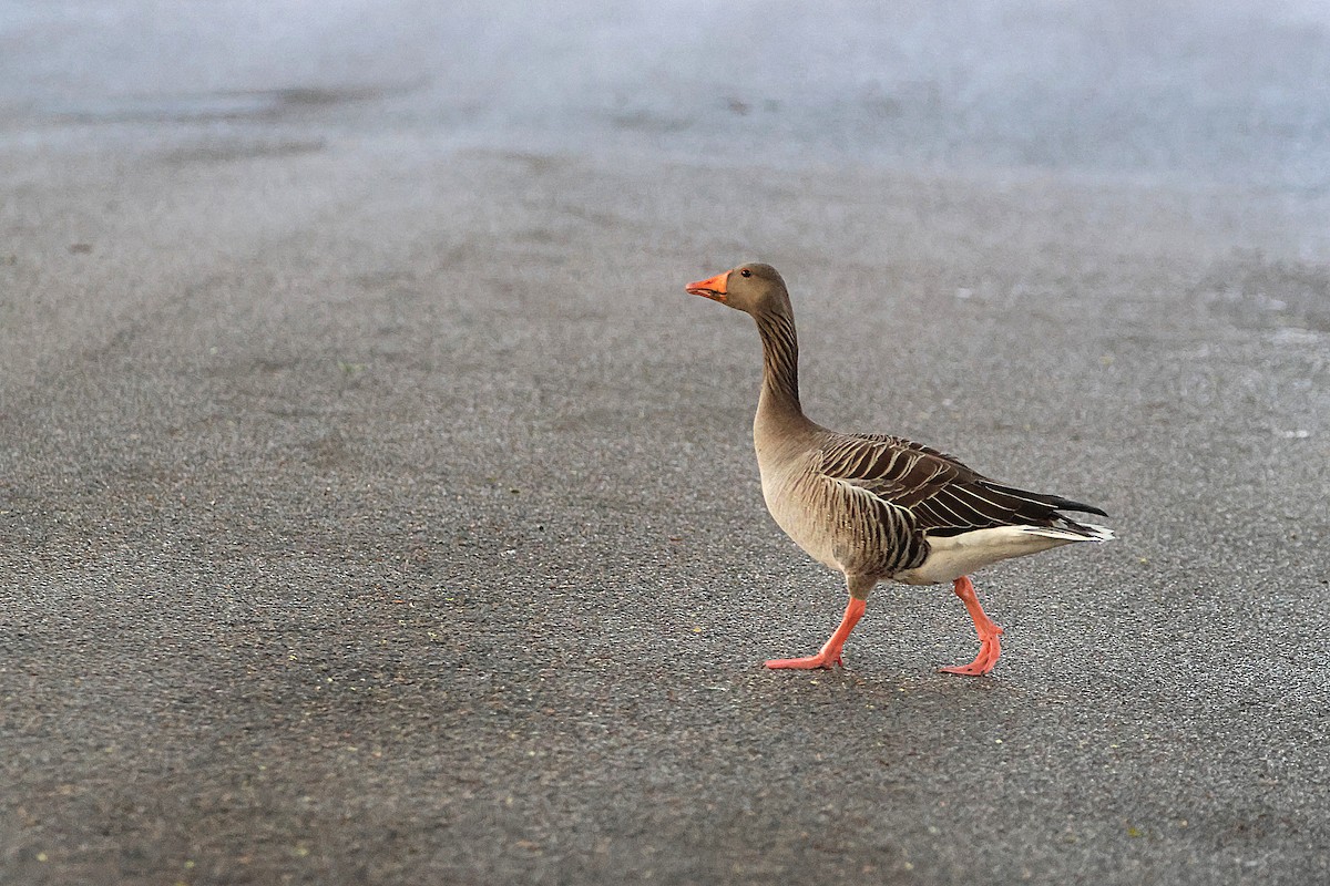 Graylag Goose - ML618078724