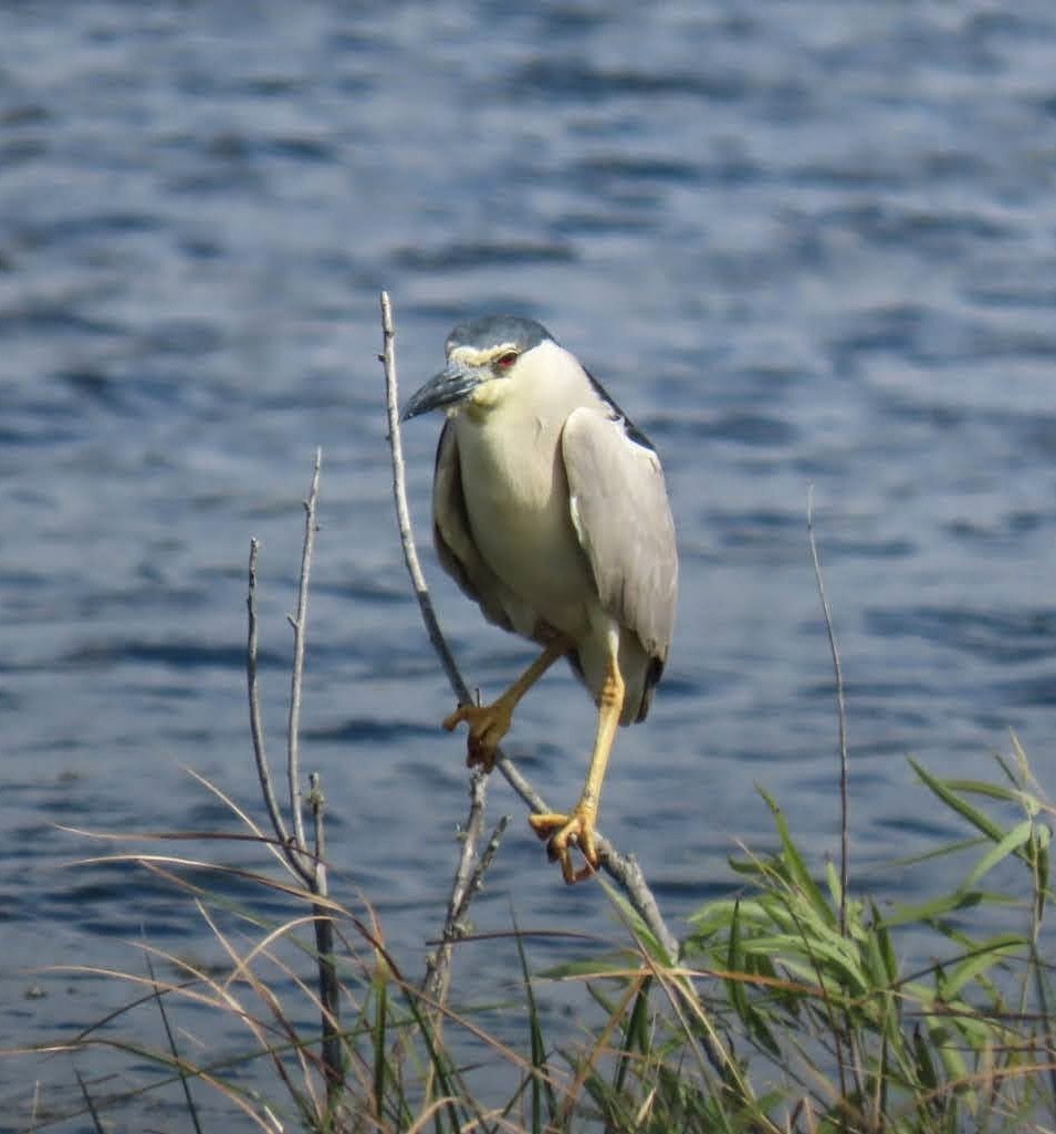 Black-crowned Night Heron - Marcia Yeip