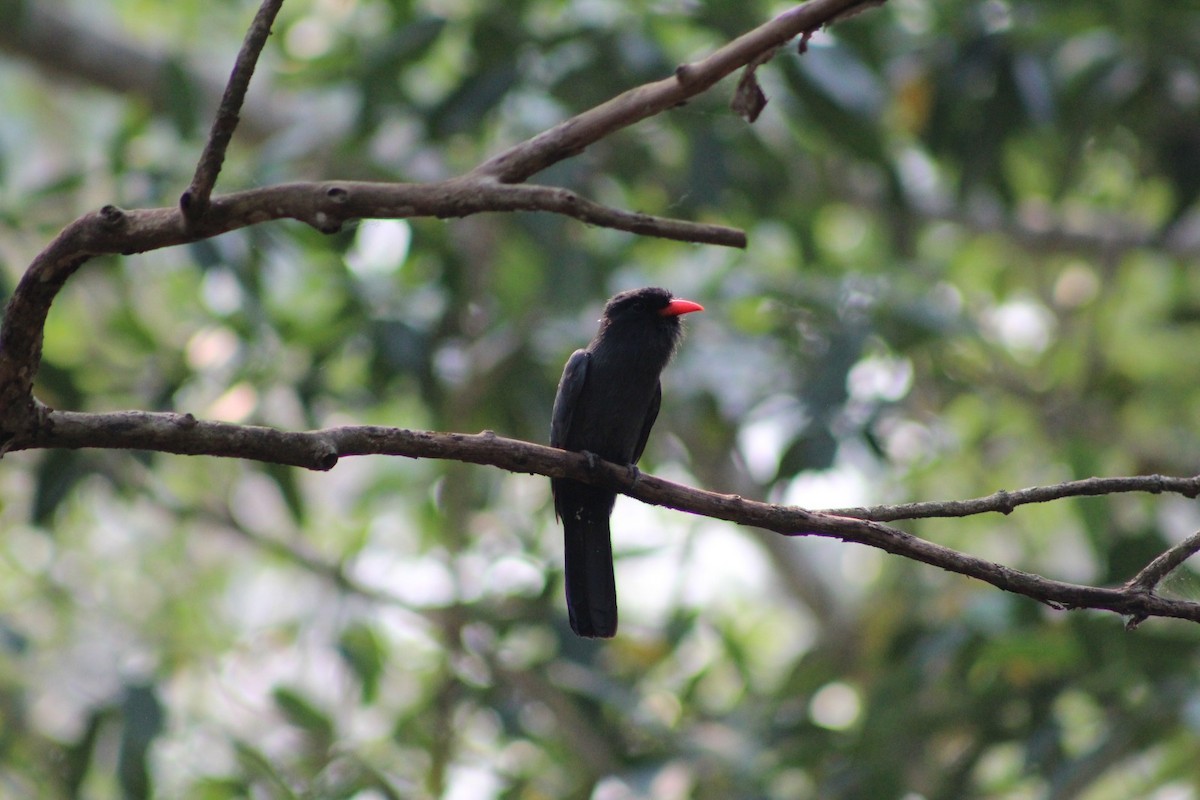 Black-fronted Nunbird - Max Cornejo Rodriguez