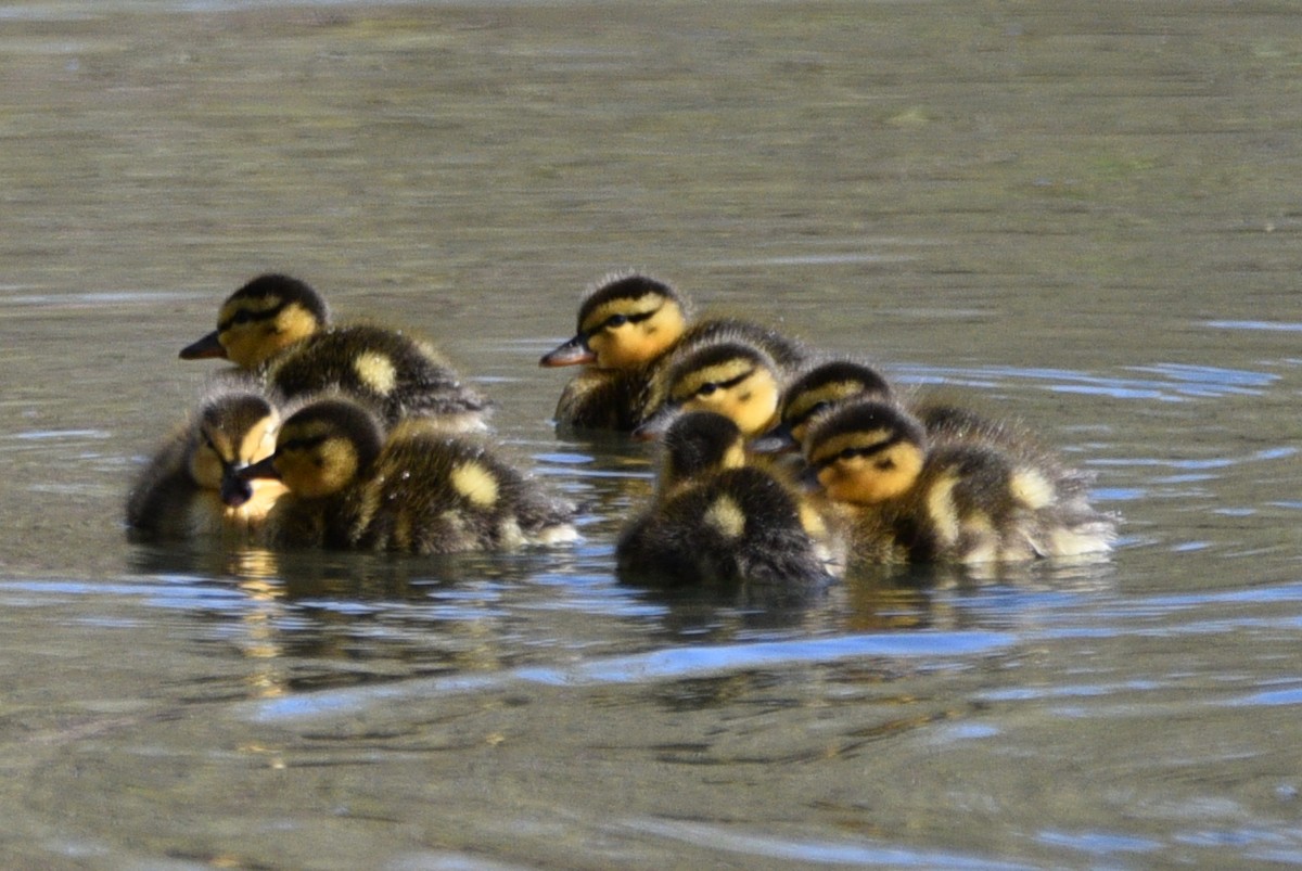 Mallard - Shawn Taheri