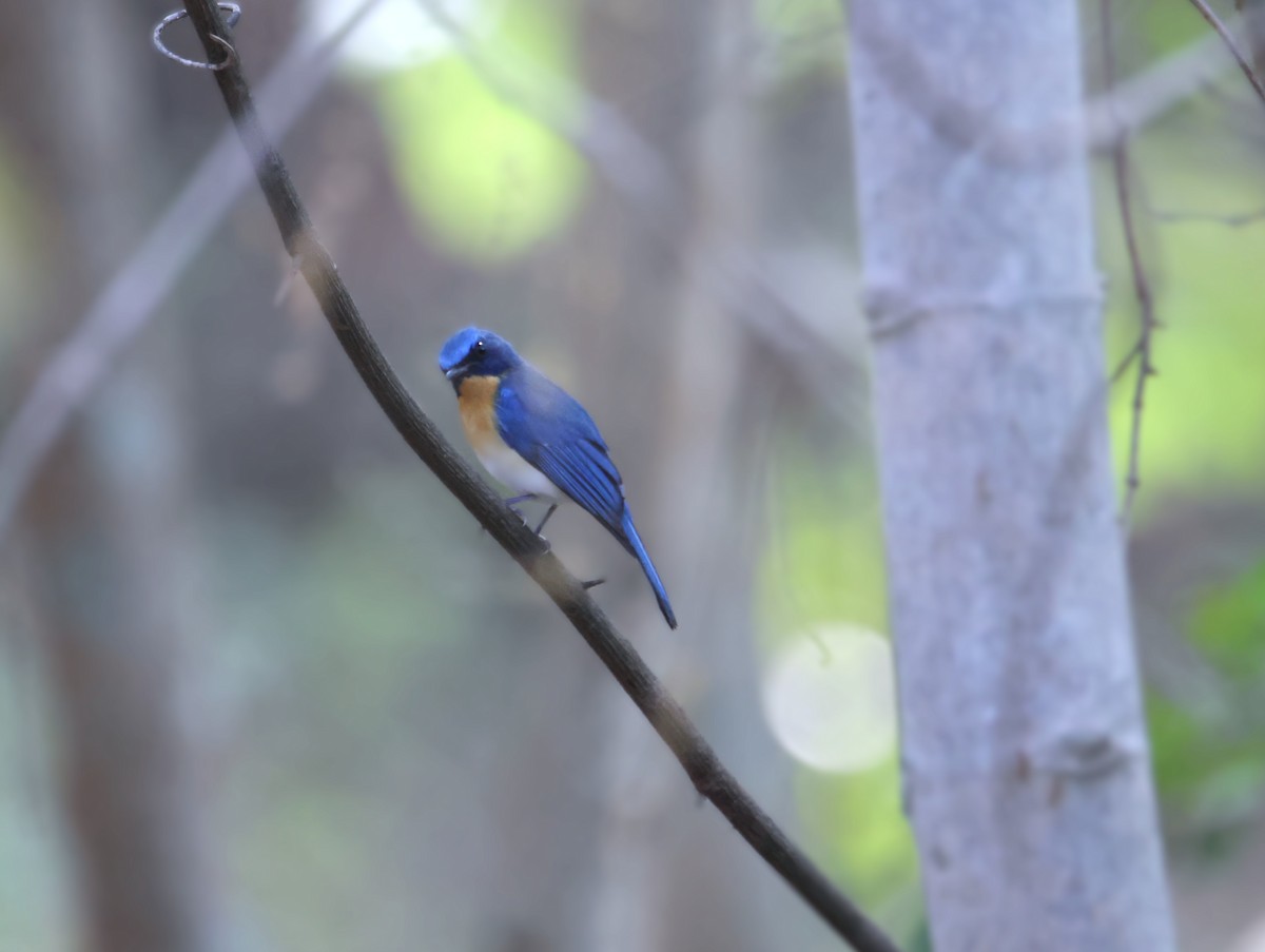 Tickell's Blue Flycatcher - ML618078746