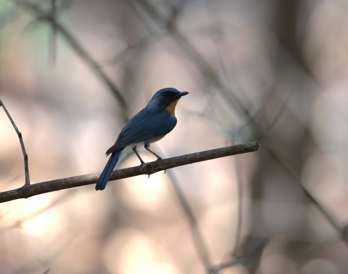 Tickell's Blue Flycatcher - ML618078747