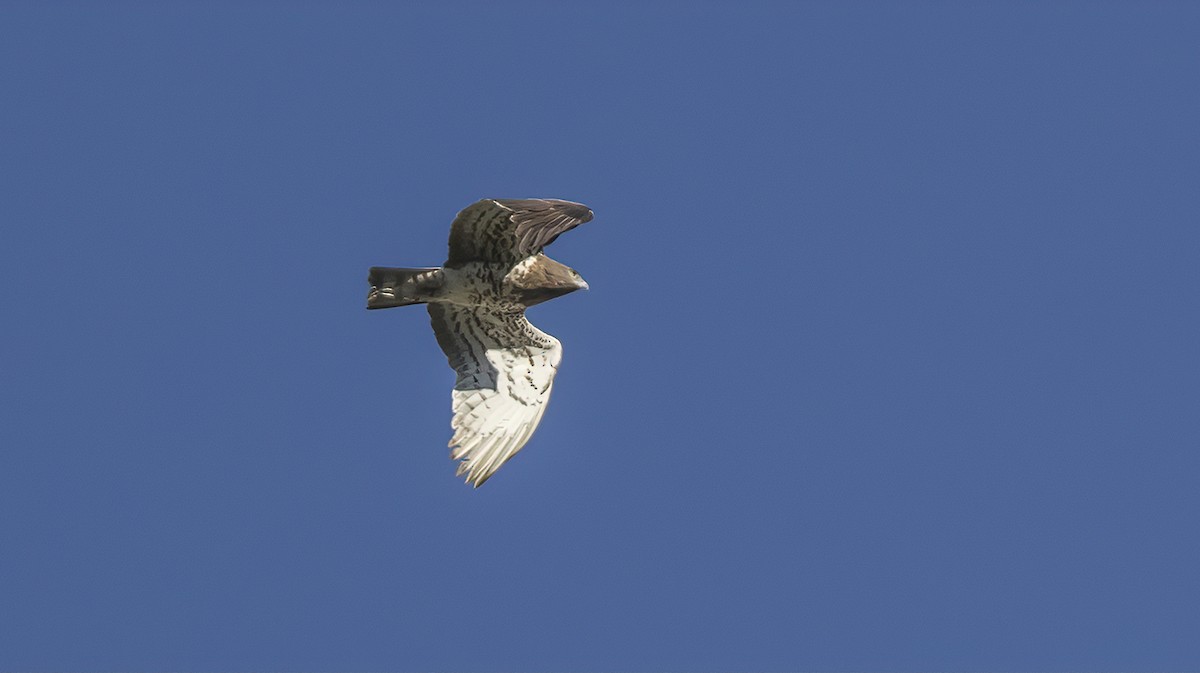 Short-toed Snake-Eagle - ML618078768