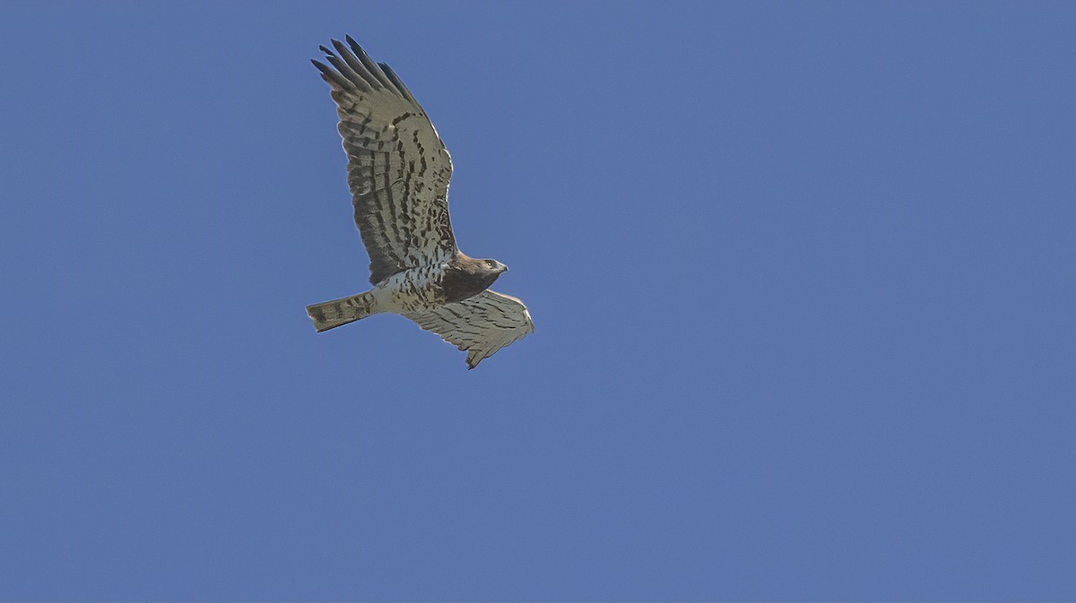 Short-toed Snake-Eagle - Francisco Pires