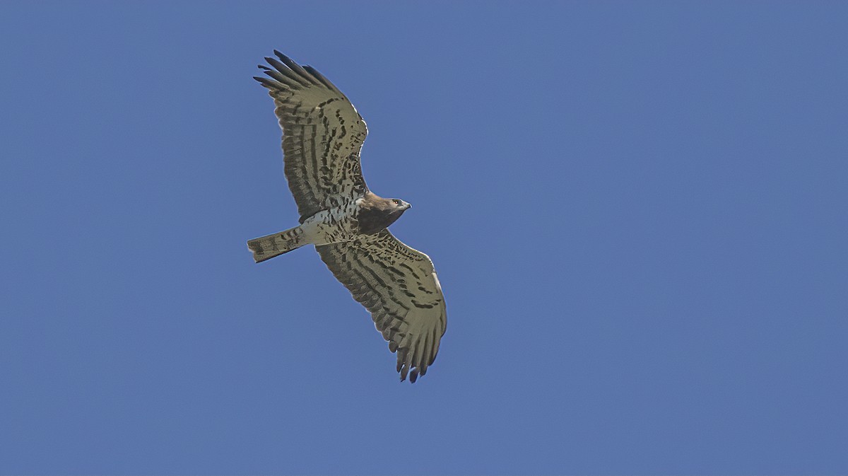 Short-toed Snake-Eagle - ML618078779