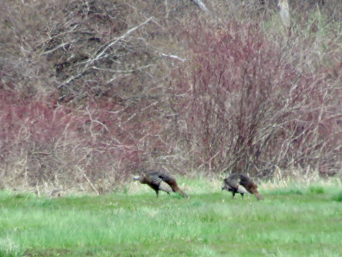 Wild Turkey - ML618078781