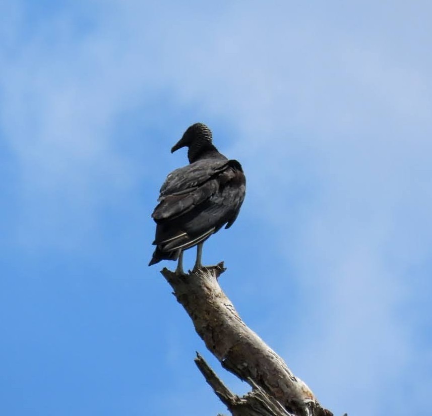 Black Vulture - ML618078782