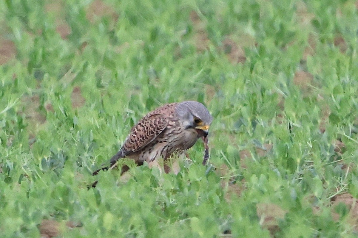 Eurasian Kestrel - ML618078803