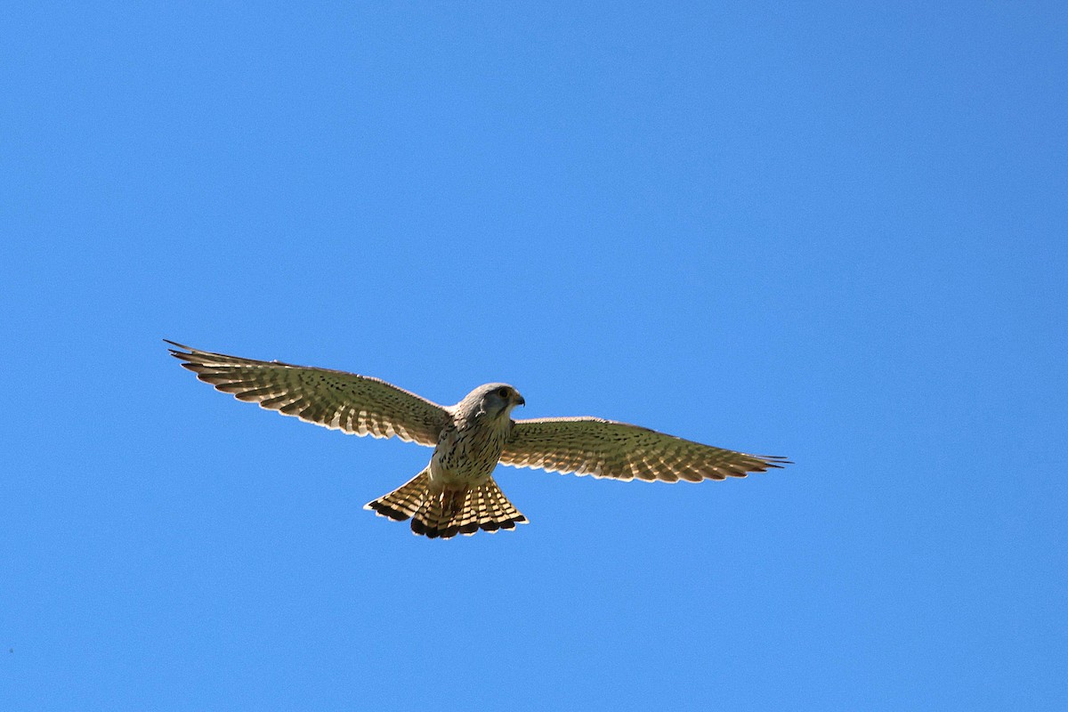 Eurasian Kestrel - Kai Wess