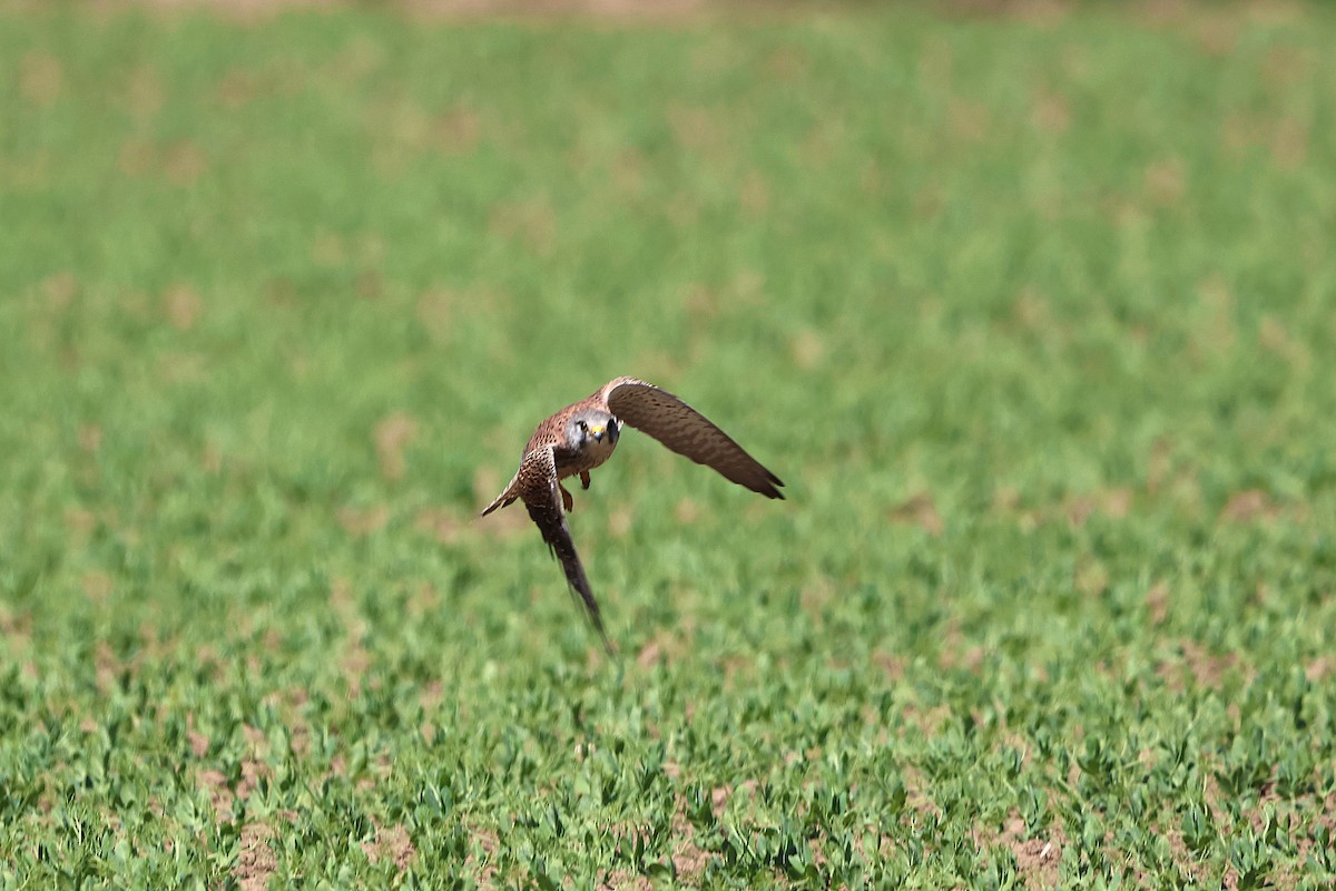 Eurasian Kestrel - ML618078807