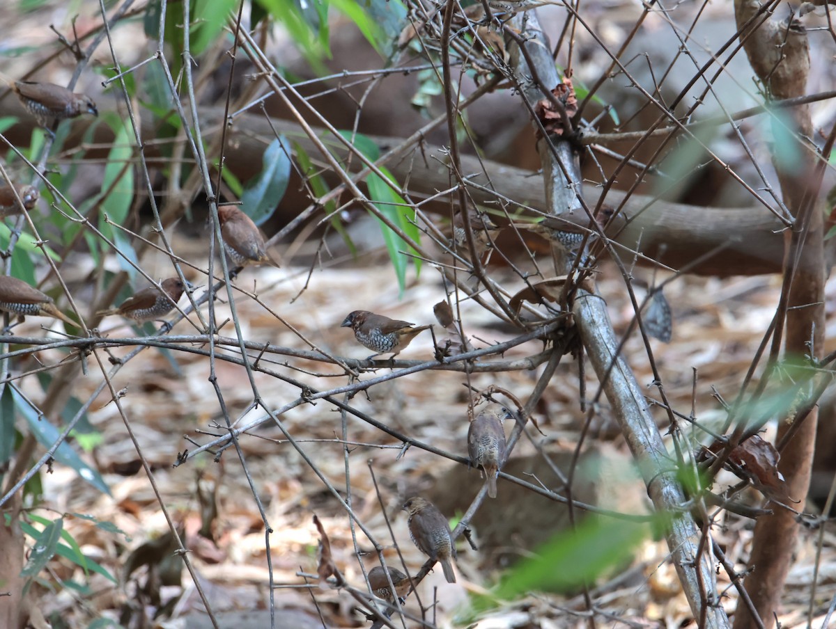 Scaly-breasted Munia - ML618078809