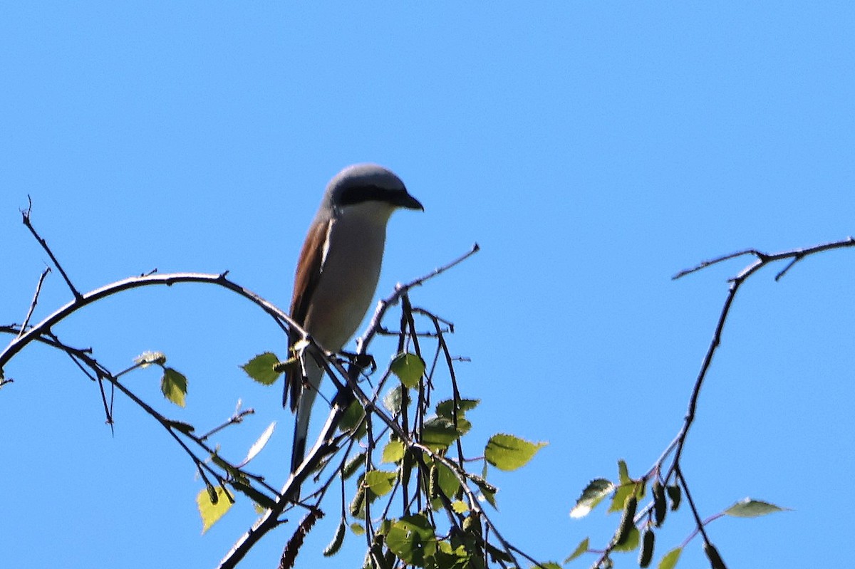 Red-backed Shrike - ML618078818