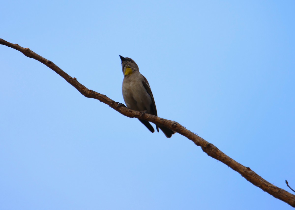 Yellow-throated Sparrow - ML618078819