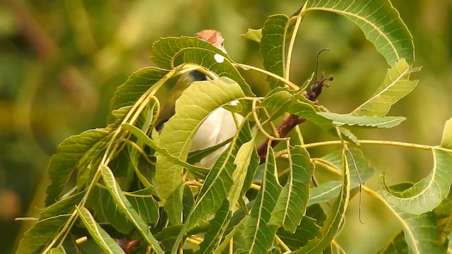 Common Tailorbird - ML618078821