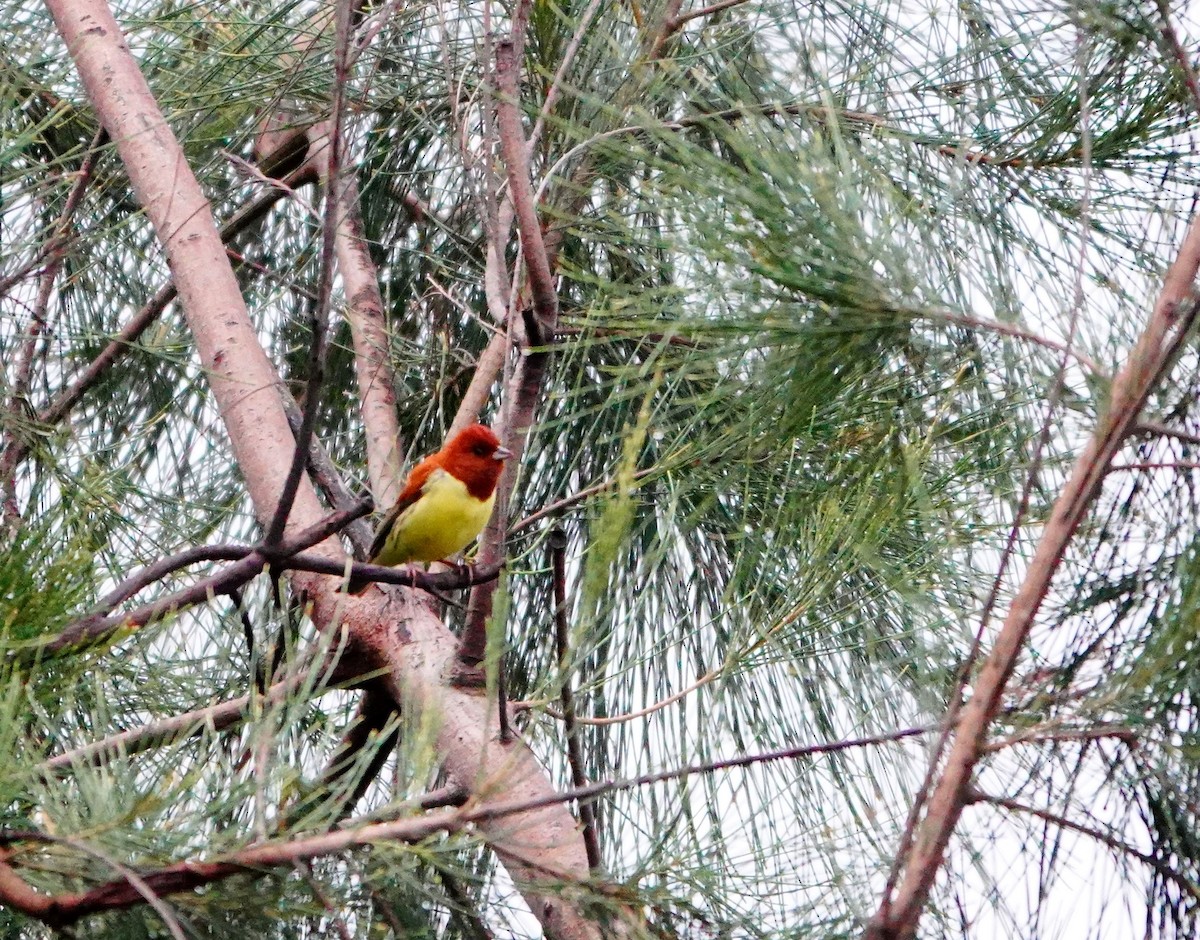 Chestnut Bunting - Liao Tzu-Chiang